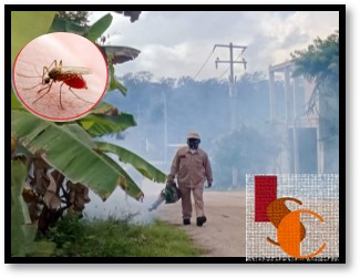 En Campeche, médicos advierten por aumento de casos graves de dengue.